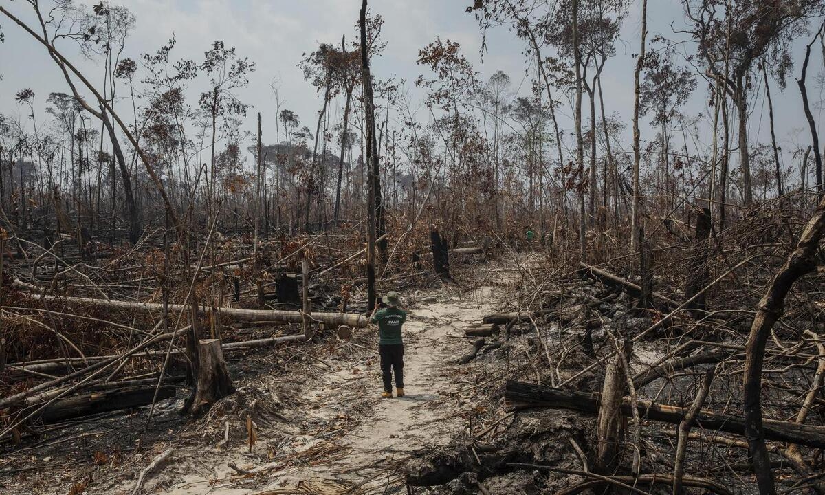 Desmatamento na Amazônia tem queda 61% em janeiro, aponta Inpe - Lalo de Almeida/Folhapress