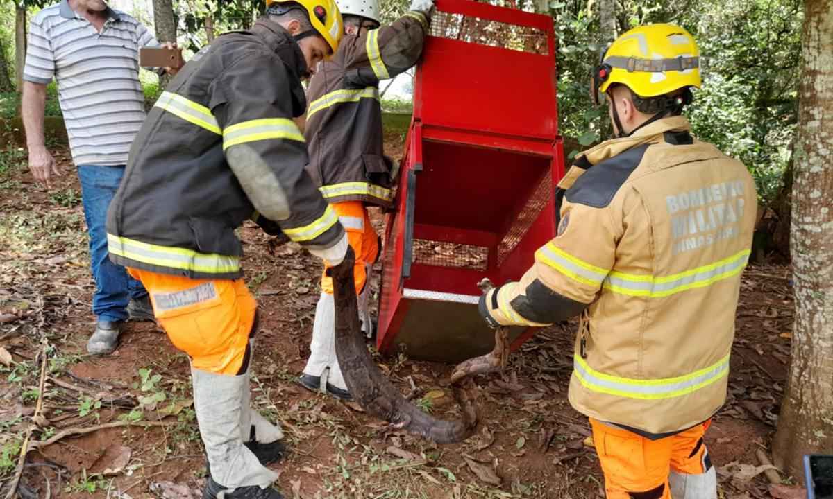 Jiboia de 2,5 m gravemente ferida por roçadeira é resgatada por bombeiros - Corpo de Bombeiros de Araxá/Divulgação