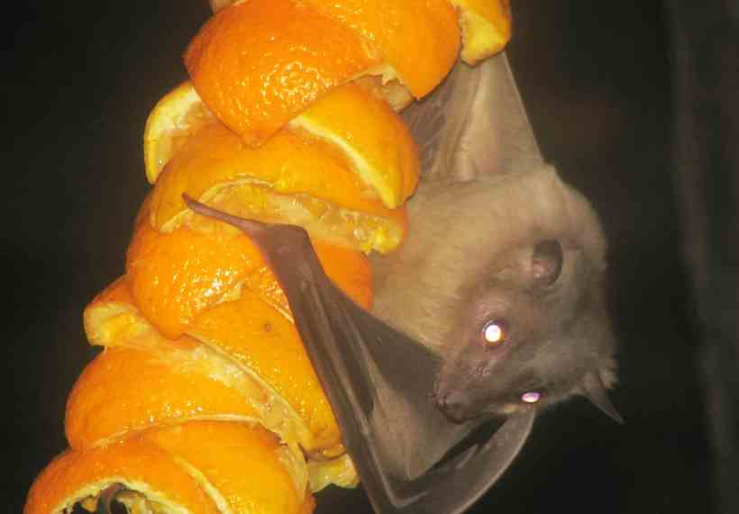  três morcegos encontrados nas duas regionais são frugívoros, ou seja, se alimentam de frutas -  (crédito: Wikipedia)