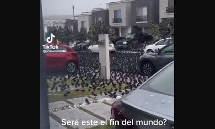 Vídeo: invasão de pássaros em rua do México intriga moradores - Reprodução/Josue Resendíz/TikTok
