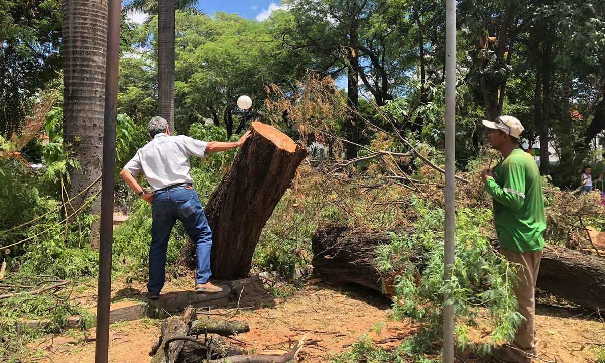 Corte de árvores gera polêmica em Montes Claros - André Sena/divulgação 