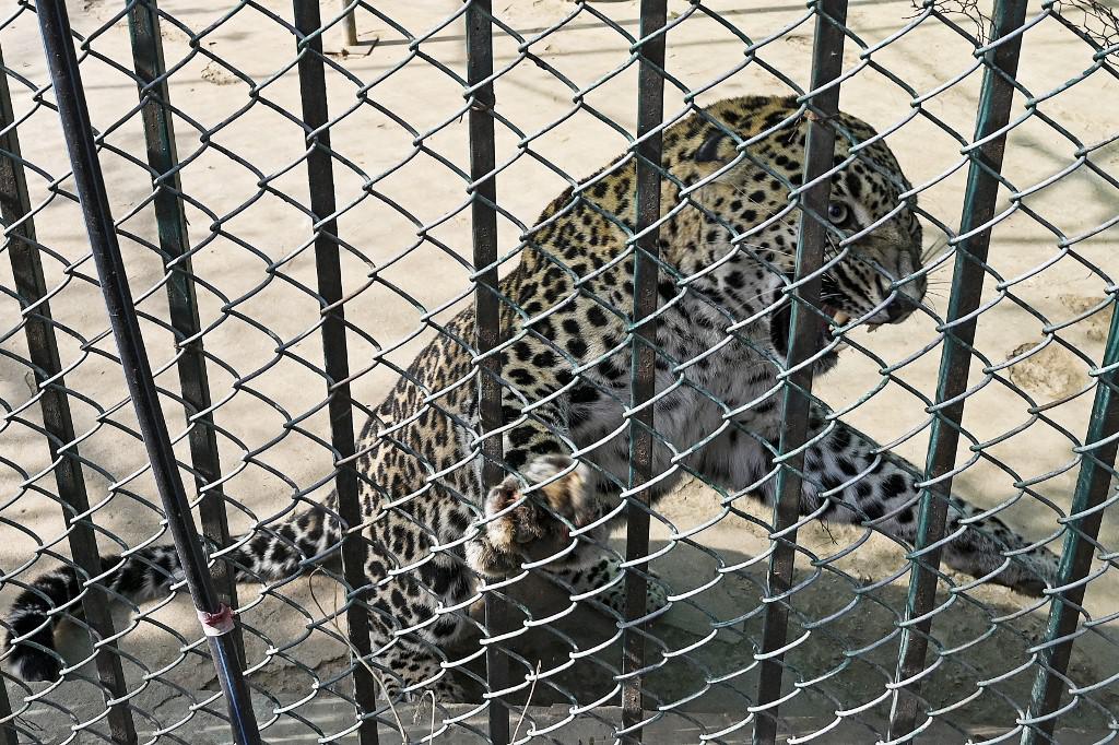 Leopardo de estimação foge e causa pânico na capital do Paquistão - Aamir QURESHI / AFP