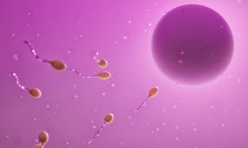 Contraceptivo que impede espermatozoide de alcançar óvulo deve demorar para chegar às prateleiras - Steffen Erbe/Pixabay