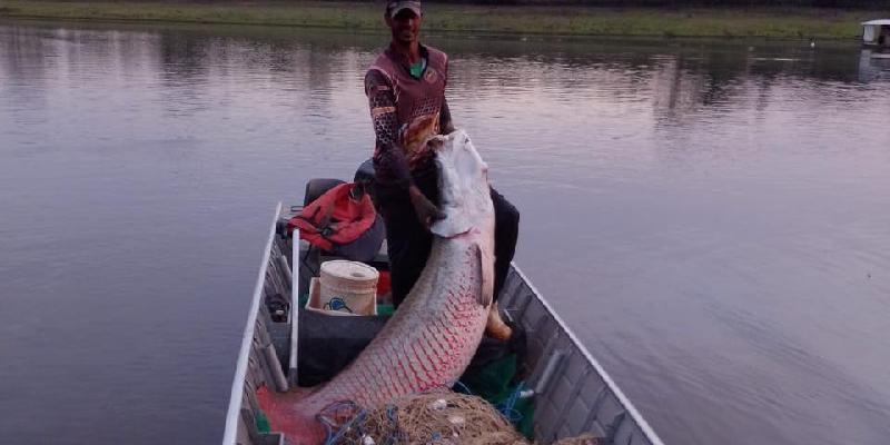 Como o maior peixe da Amazônia foi parar nos rios do interior de São Paulo