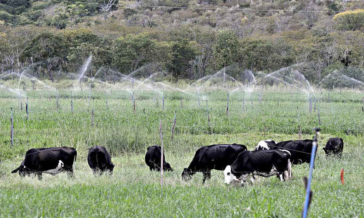 'Gripe aviária' e 'vaca louca' preocupam os frigoríficos brasileiros -  Juarez Rodrigues/EM/D.A Press - 4/5/17