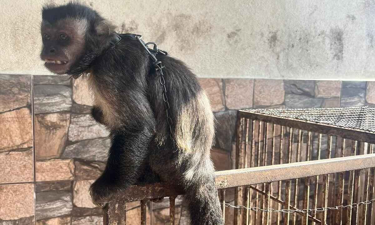 Vídeo: macaco-prego acorrentado pelo pescoço é resgatado em Minas - PCMG/Divulgação