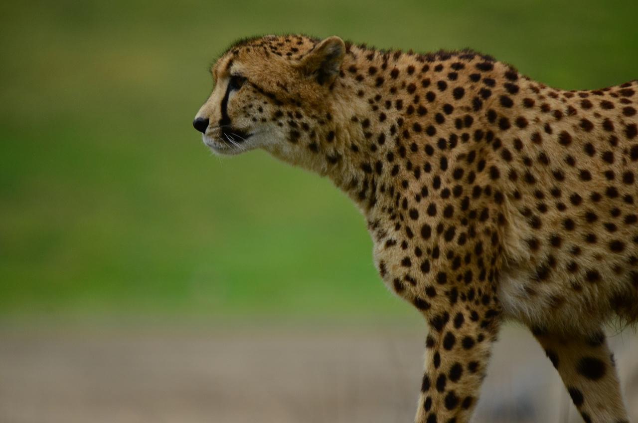 Morre no Irã um dos últimos guepardos da Ásia - PxHere