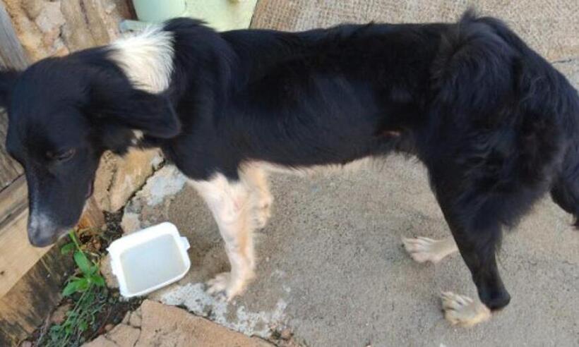 Cadela abandonada há 1 mês é resgatada sem água e comida no interior de MG - PAmb/Divulgação