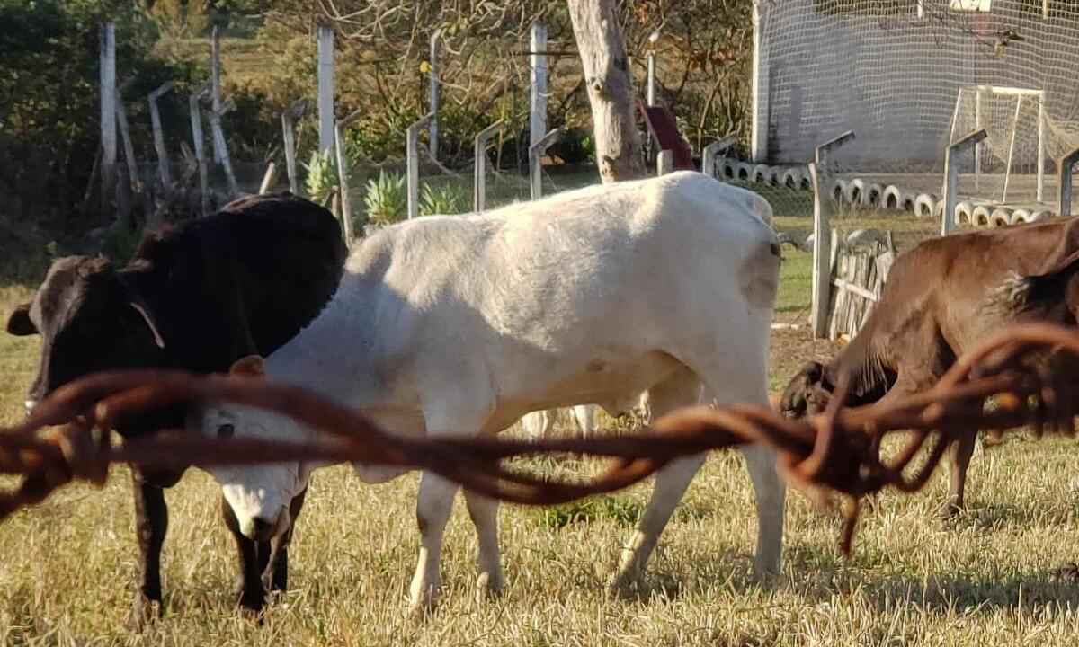 Caso de vaca louca é atípico, confirma Ministério da Agricultura - Foto: MAURÍCIO CAMARGO/ELEVEN/ESTADÃO CONTEÚDO
SP
