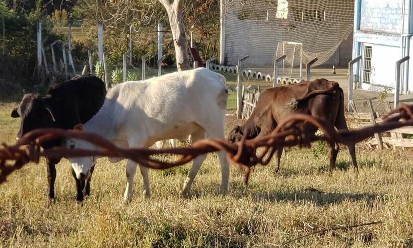 Caso de vaca louca registrado no Pará é atípico, confirma Ministério da Agricultura - MAURÍCIO CAMARGO/ELEVEN/ESTADÃO CONTEÚDO