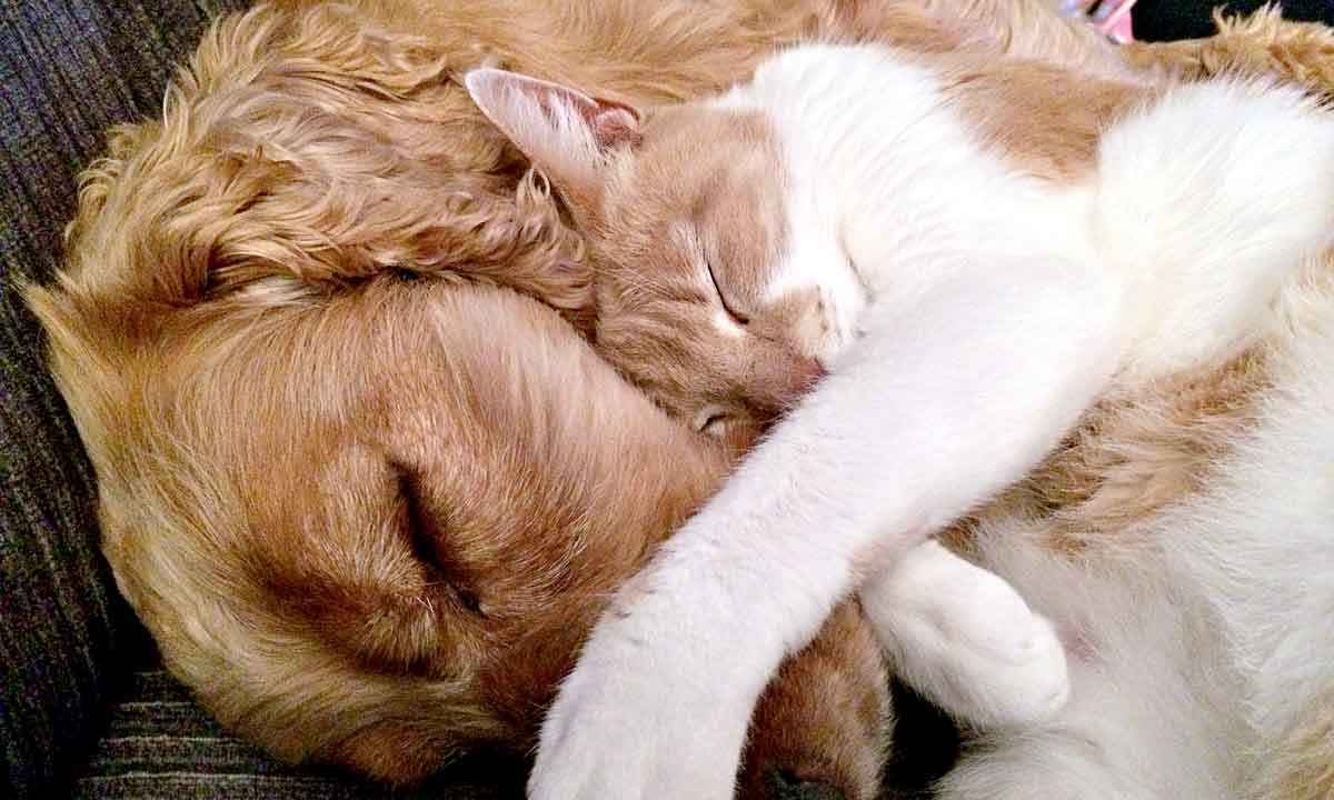 Como a convivência com pets traz benefícios à saúde mental - Ian Kevan/Pixabay 