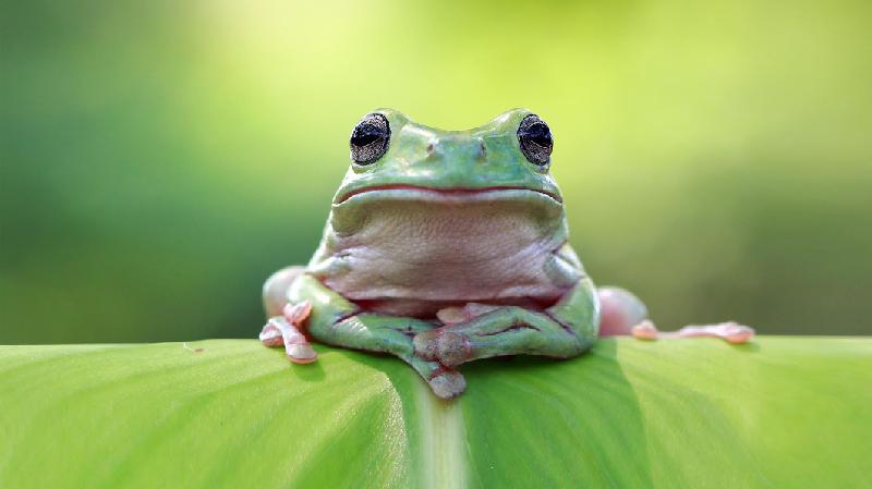 Como mudanças climáticas estão alterando comportamento, reprodução e tamanho de animais - Getty Images
