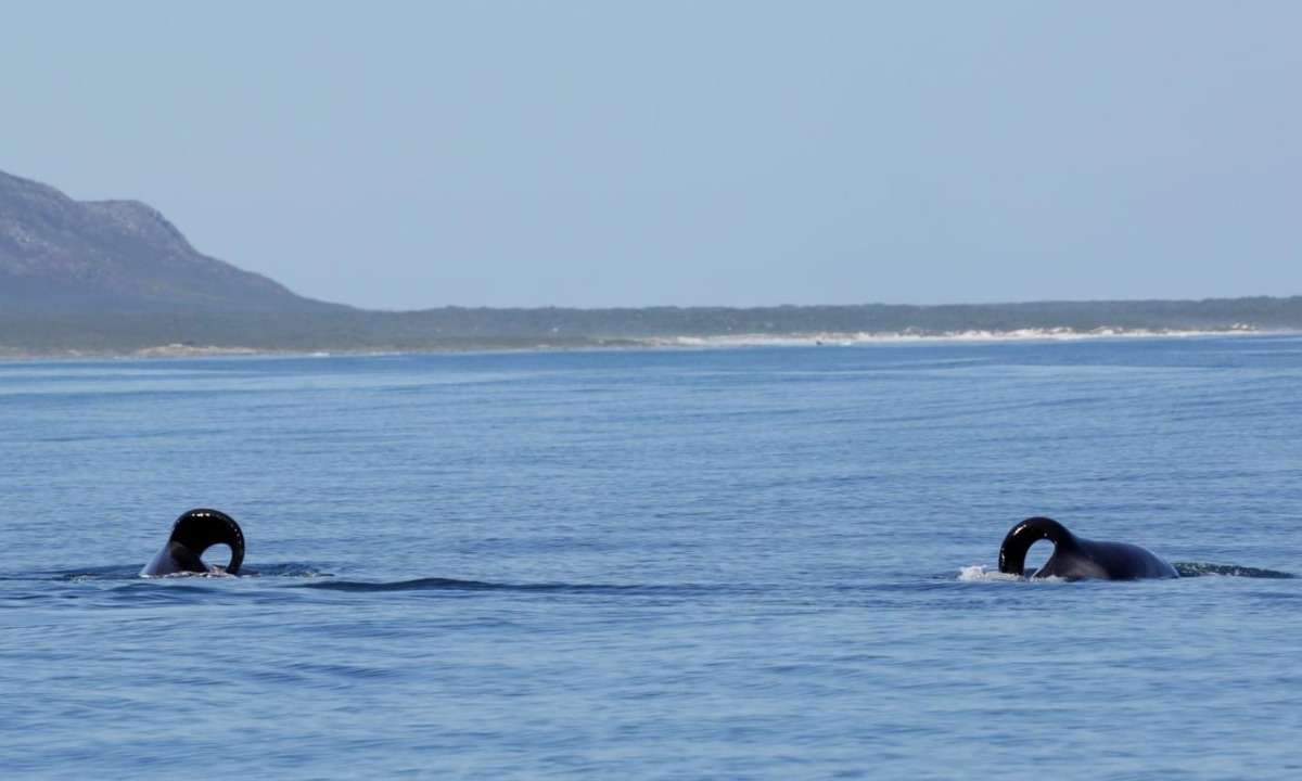 Duas baleias orcas matam e comem fígados de 17 tubarões em um dia - Foto: Reprodução/Twitter/@UrbanEdgeSharks