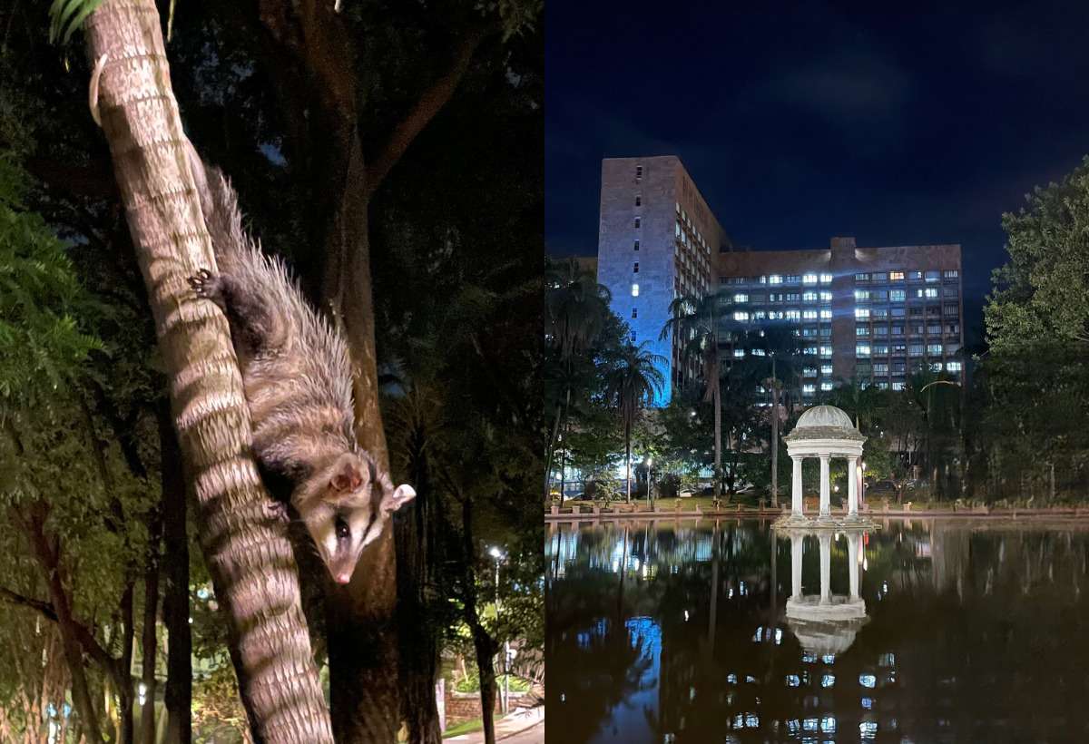 Passeio com gambá: relato de volta à noite no Parque Municipal viraliza - Reprodução @BHeMeupais