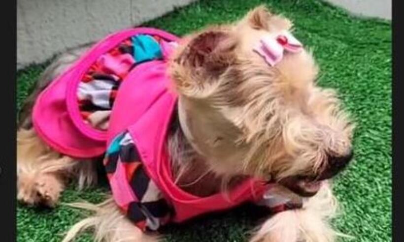 Cadelinha com leishmaniose é adotada e viraliza no Instagram  - Reprodução/Redes sociais
