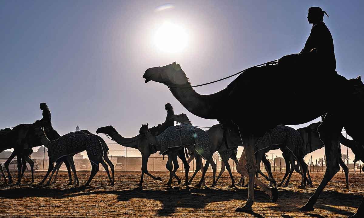 Fotografia mostra coletivo de camelos caminhando a contraluz no Qatar-Pedro Vilela/Divulgação
