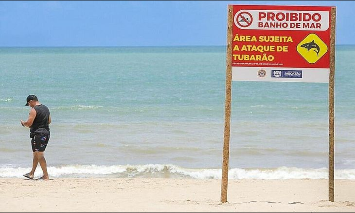 Pernambuco ajusta placas e quer monitorar tubarões por chip após incidentes - Divulgação/Prefeitura de Jaboatão de Guararapes