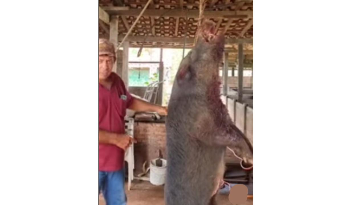 Vídeo: caçador mostra javali de 180 quilos que foi abatido em Minas - Redes Sociais/Divulgação