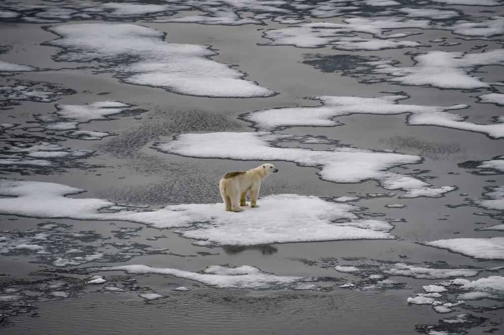 Mundo queima etapas rumo a um futuro sombrio, alertam cientistas - Ekaterina ANISIMOVA / AFP