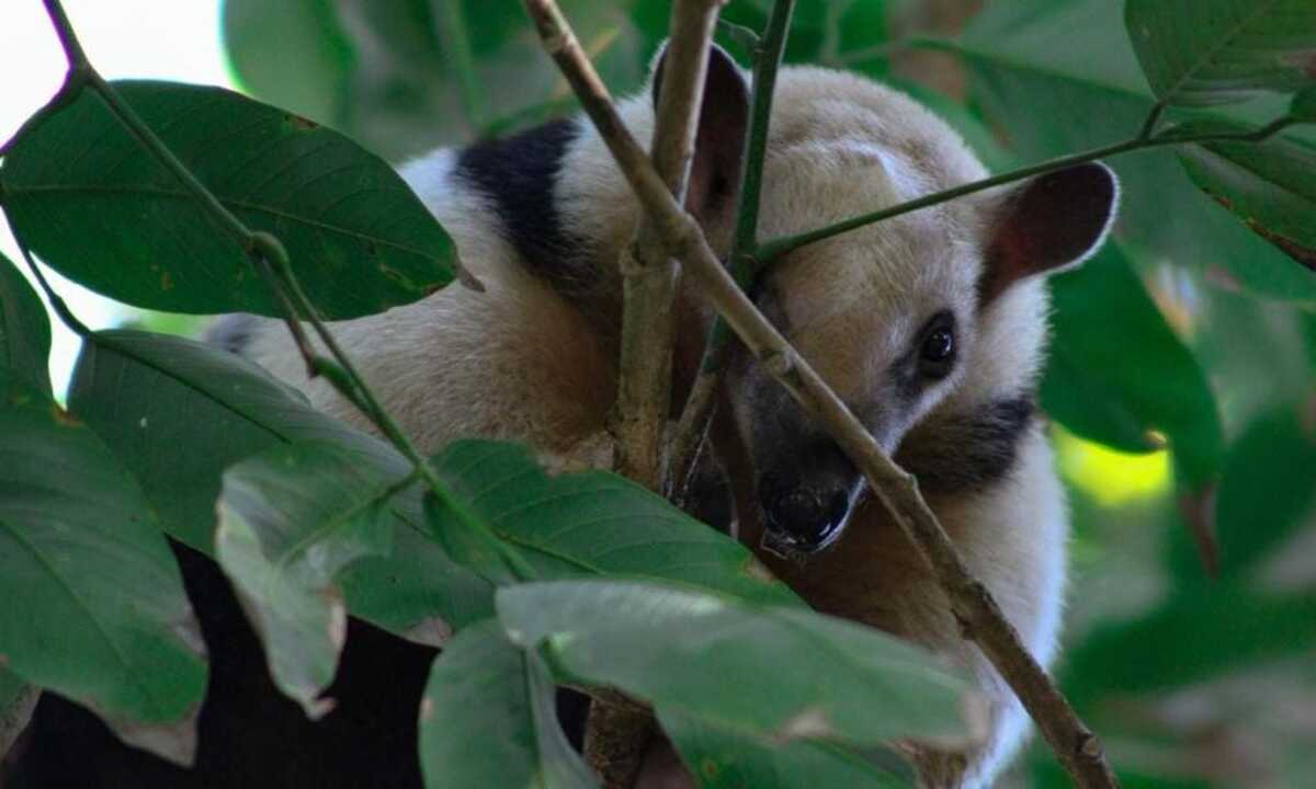 Zoológico de BH recebe tamanduás e furões vindos de Salvador  - Latam/Divulgação 
