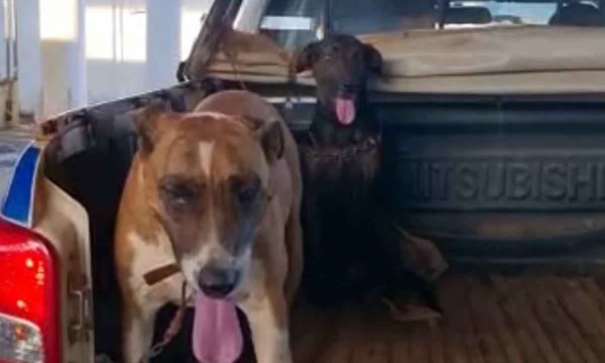 Idoso é preso suspeito de estuprar cadelas de estimação - Reprodução/Divulgação/Polícia Militar