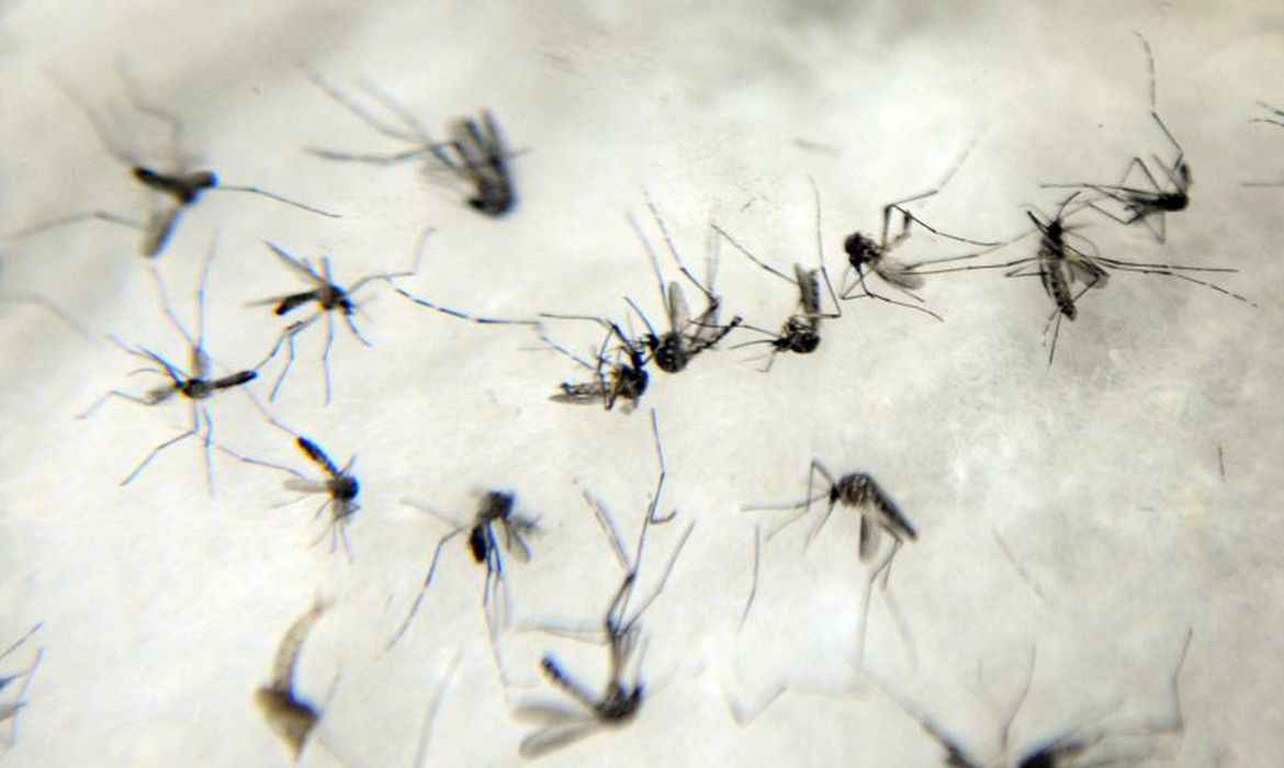 Dengue e chikungunya: PBH registrou 297 atendimentos somente no sábado  - Agência Brasil