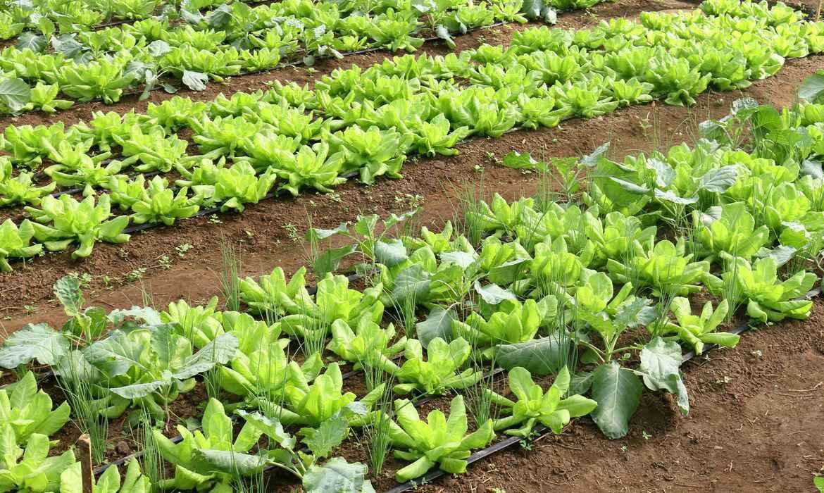 Brasil terá programa nacional para produção de alimentos saudáveis - Embrapa/Divulgação 