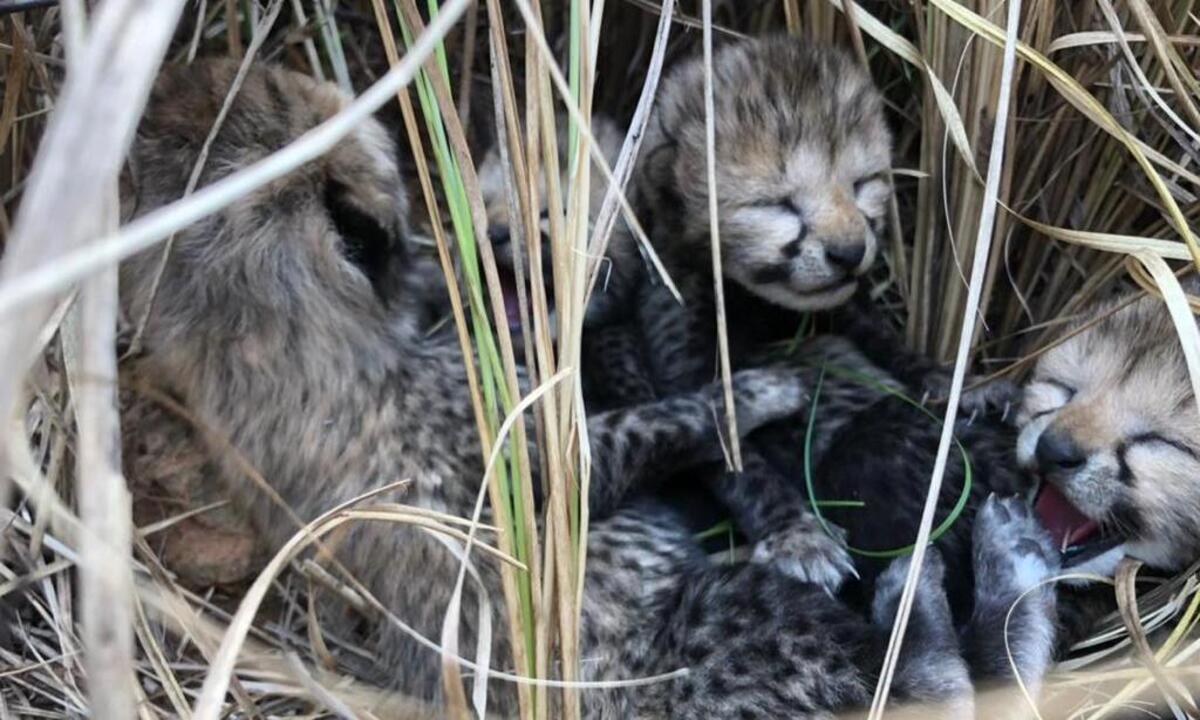 Quatro guepardos nascem na Índia após décadas de extinção no país - Reprodução/ Redes Sociais