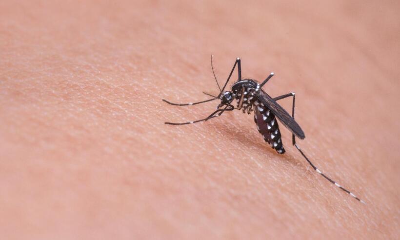 Arboviroses em alta: saiba tudo sobre dengue e chikungunya