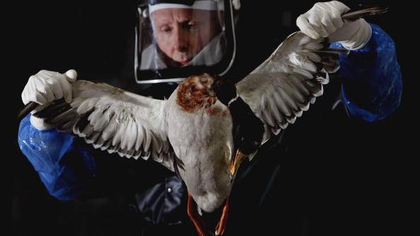 Gripe aviária: vírus H5N1 preocupa cientistas e pode causar nova pandemia - Getty Images