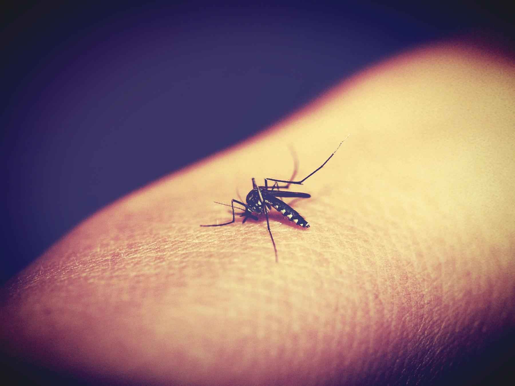 Com nova 'fábrica de Aedes aegypti', Brasil ampliará combate a doenças - Pixabay