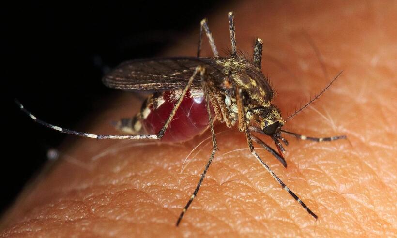 Minas Gerais pode ter uma das piores epidemias de dengue da história    -  Pete/Pixabay 