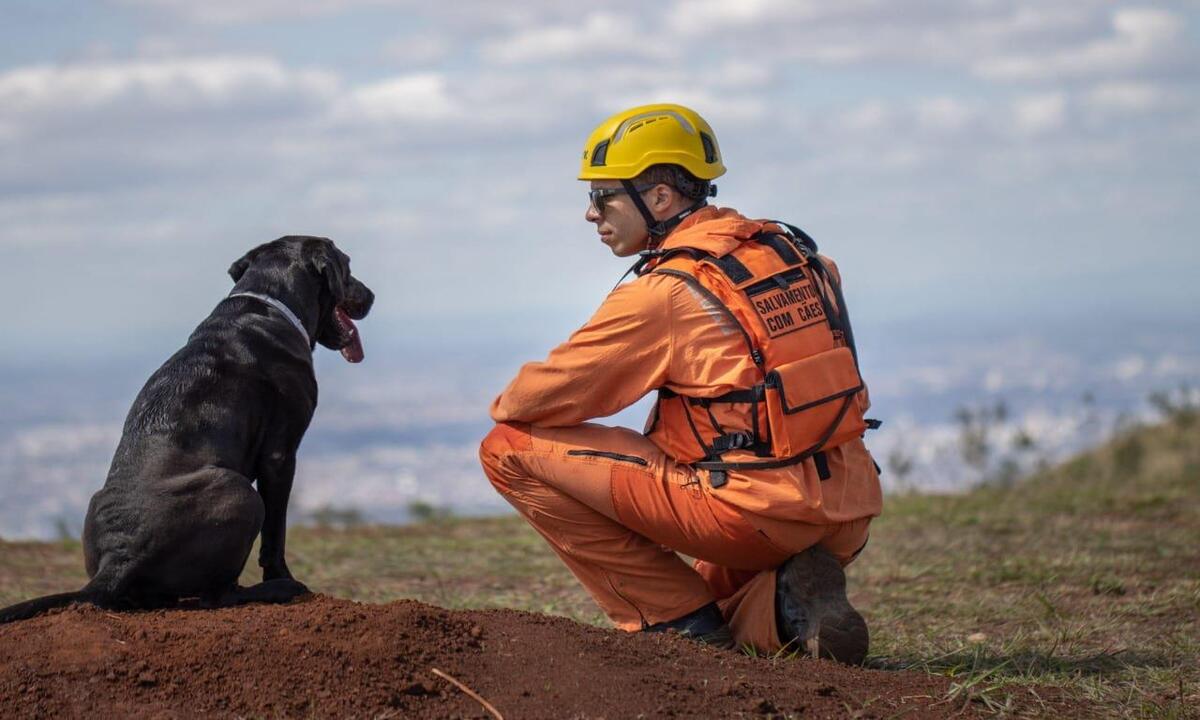 Do faro à aposentadoria: como são treinados cães que ajudam bombeiros em MG - Divulgação/ CBMMG