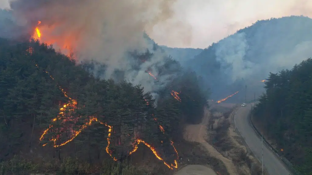 Incêndio florestal mata uma pessoa e deixa três feridas na Coreia do Sul - Reprodução/Yonhap/Picture Alliance