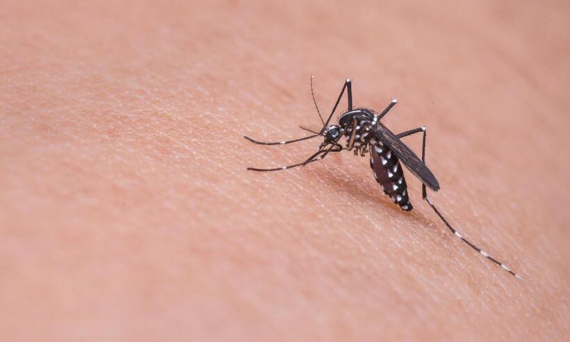 Dengue: cresce 221% o número de positivados nos laboratórios privados -  mika mamy/Pixabay 