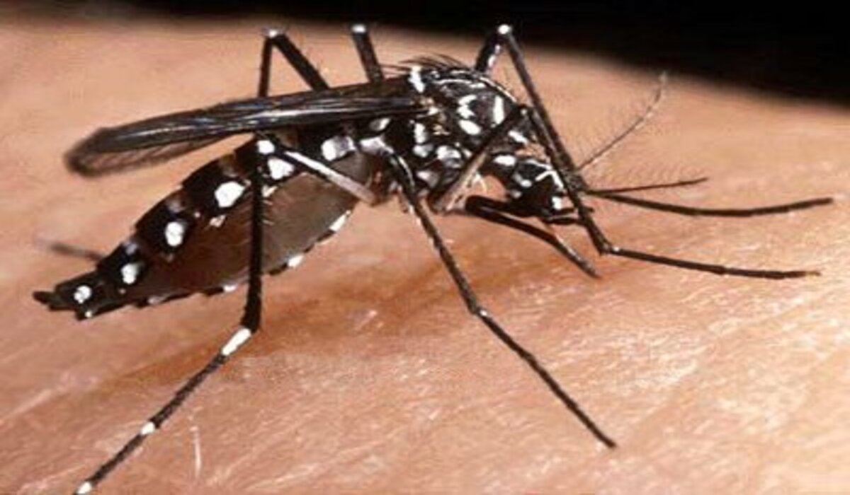 Inseticida de combate ao mosquito da dengue está em falta em BH - Câmara Municipal de Belo Horizonte/Divulgação