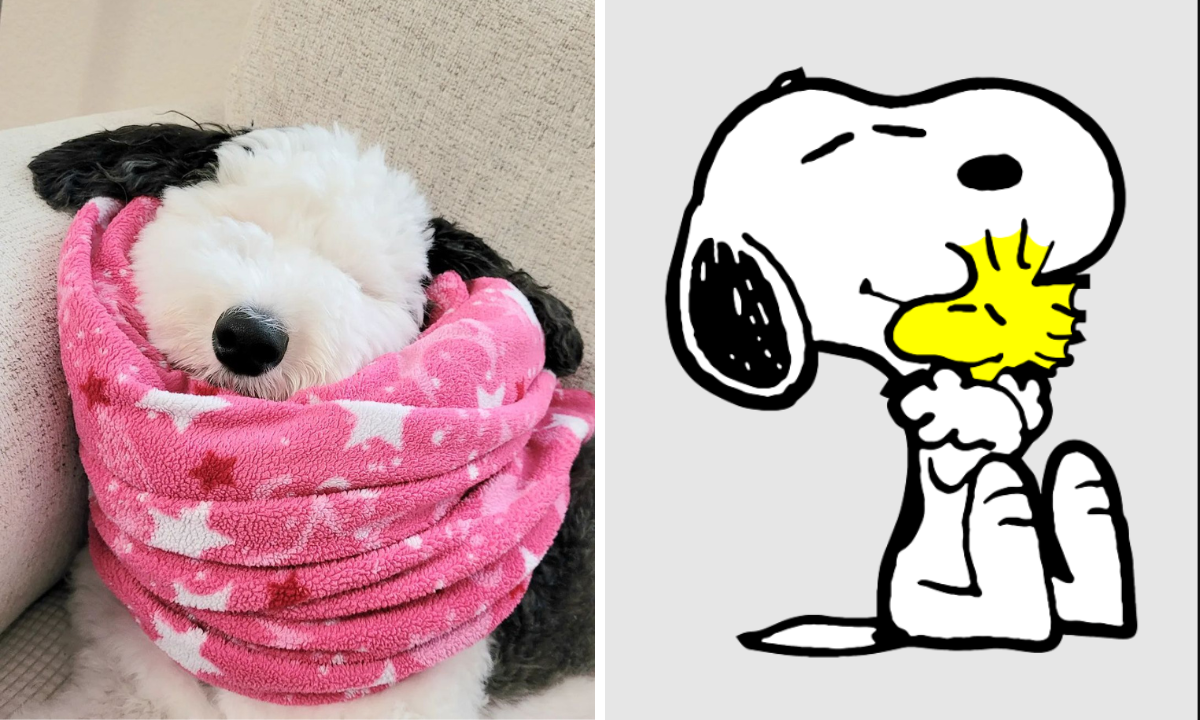 Cara de um, focinho do outro: cachorro viraliza por semelhança com o Snoopy - Reprodução 