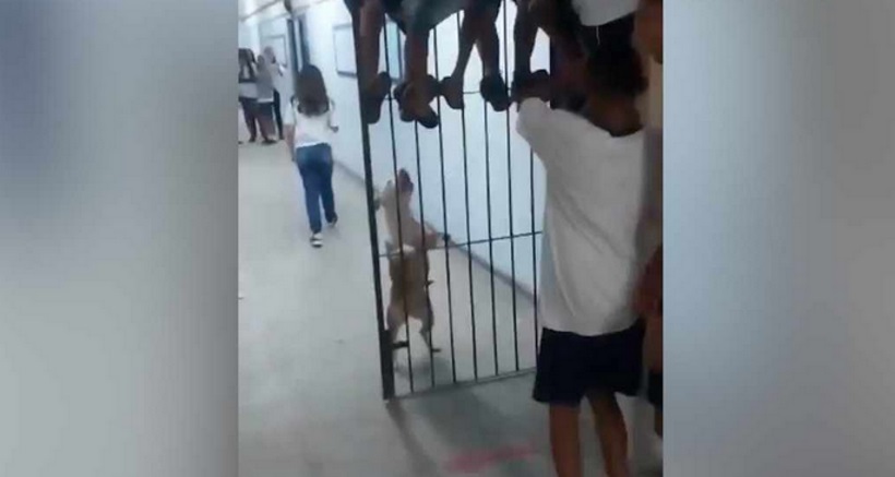 Vídeo flagra momento em que pitbull invade escola no Rio de Janeiro - Reprodução/Twitter/@Lambisgovski