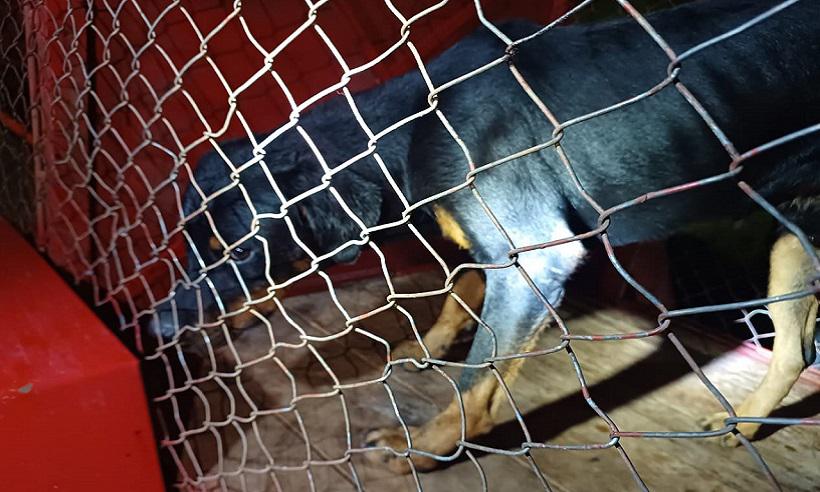 Rottweiler ataca e mata professor em Montes Claros - CBMMG