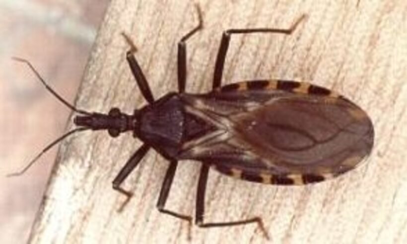 Doença de Chagas: conheça os riscos para o coração - Internet/Reprodução