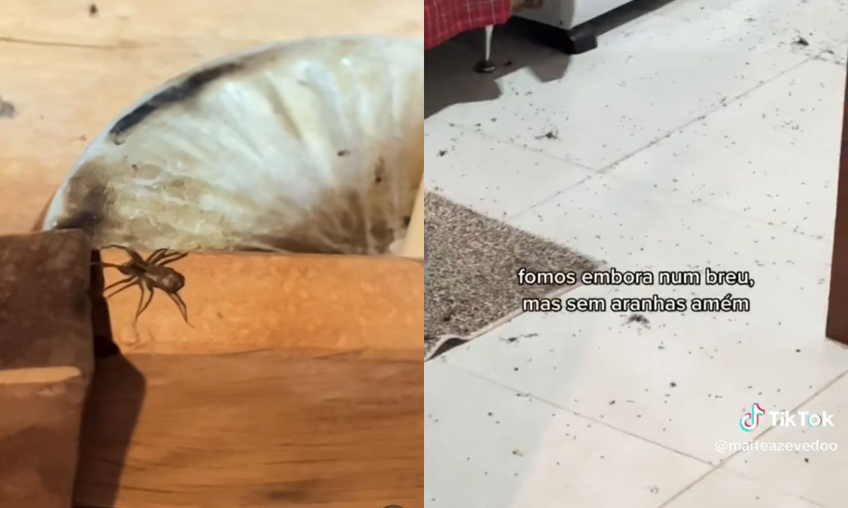Invasão de aranhas expulsa casal de chalé romântico - Reprodução/Redes sociais 