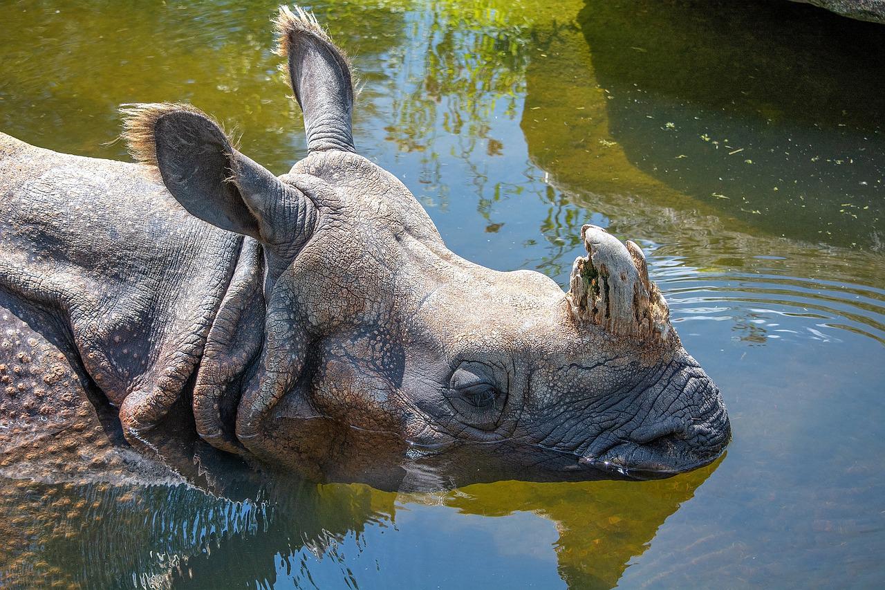 Homem detido após mergulhar em área de rinocerontes em zoológico - Pezibear/Pixabay