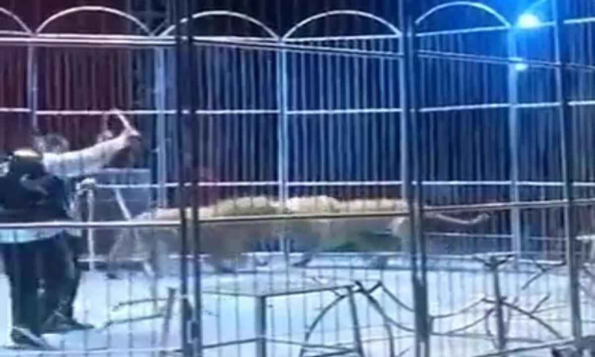 Leões escapam de jaula em apresentação de circo - Reprodução/Redes Sociais