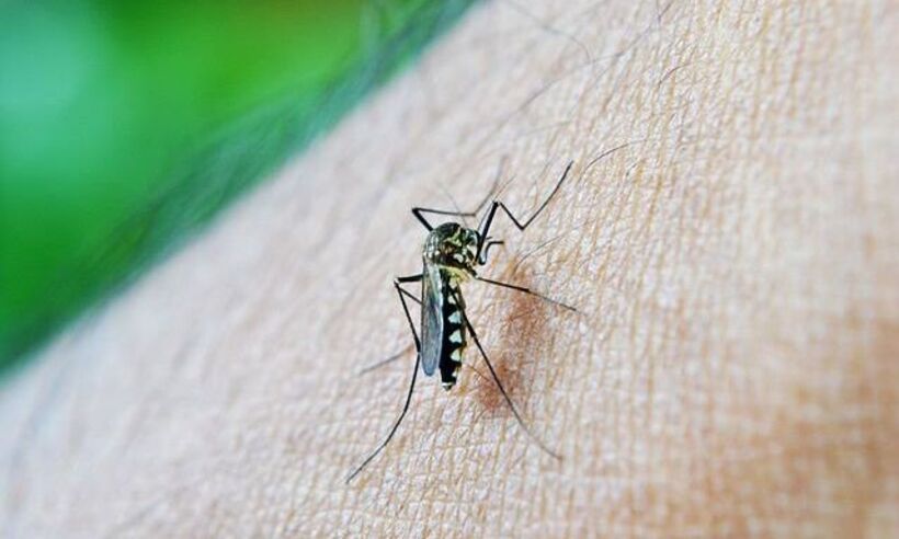 BH confirma 3ª morte por dengue em 2023 - Pixabay / Divulgação