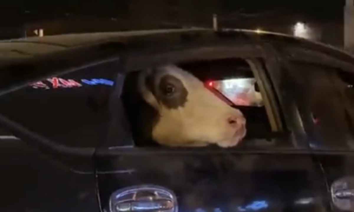 Passeio de vaca em banco de trás de carro viraliza - Reprodução / redes sociais