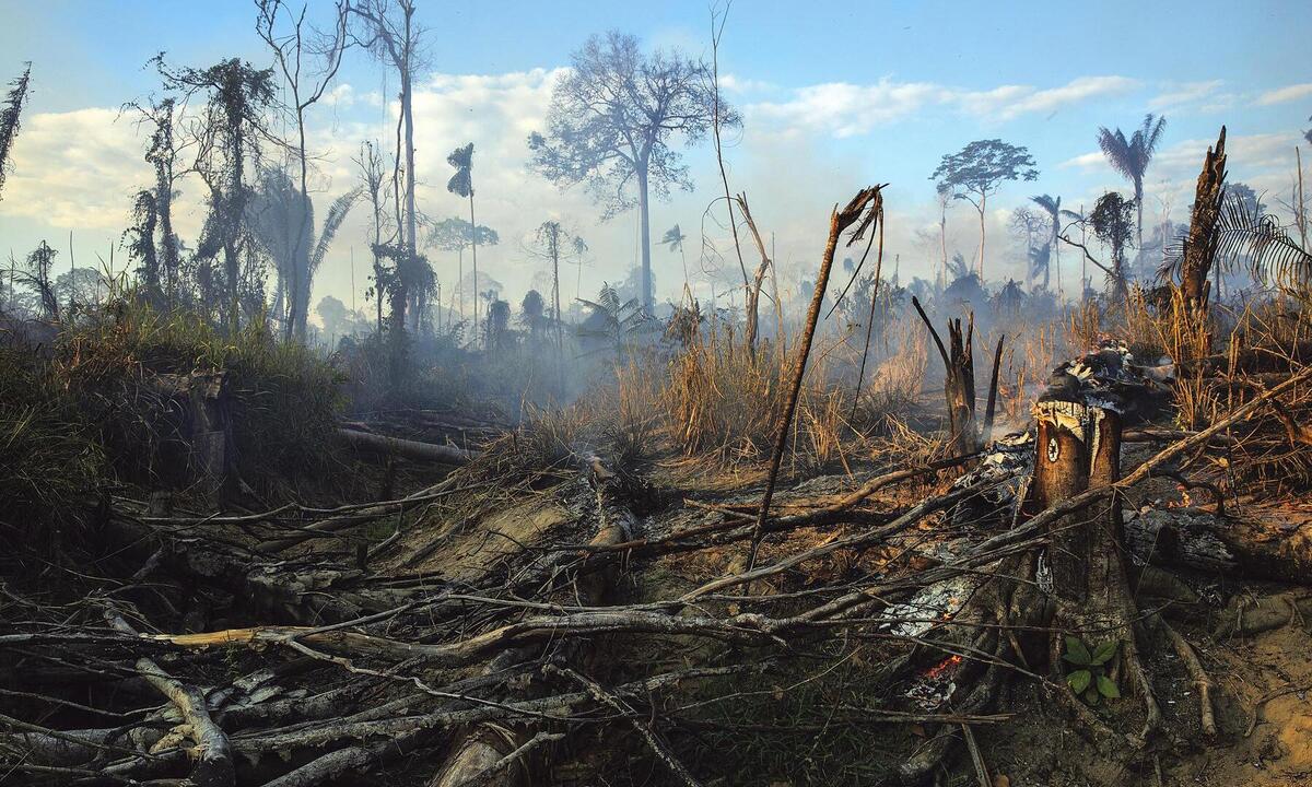 No Xingu, 200 árvores foram desmatadas por minuto no governo Bolsonaro, diz estudo -  Lalo de Almeida/Folhapress
