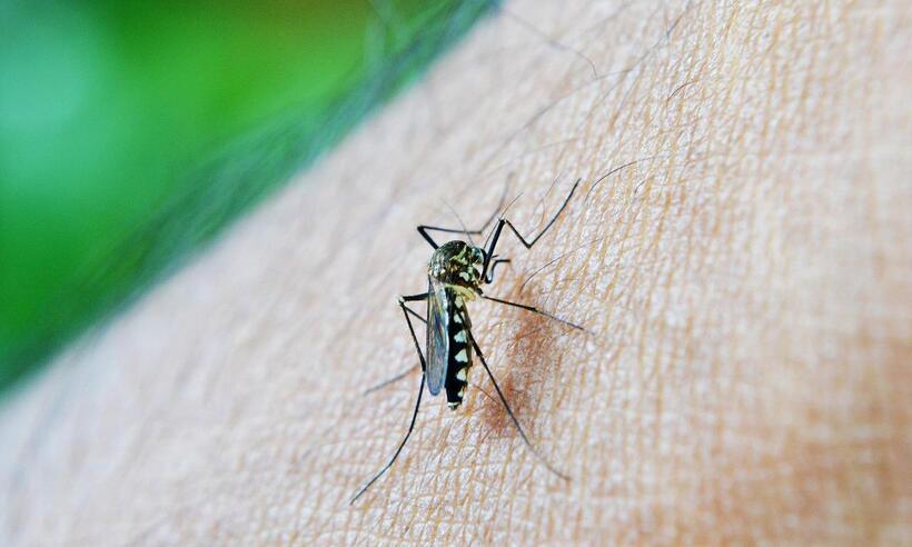 Teste simultâneo de dengue, zika e chikungunya amplia casos positivos -  Mohamed Nuzrath/Pixabay 