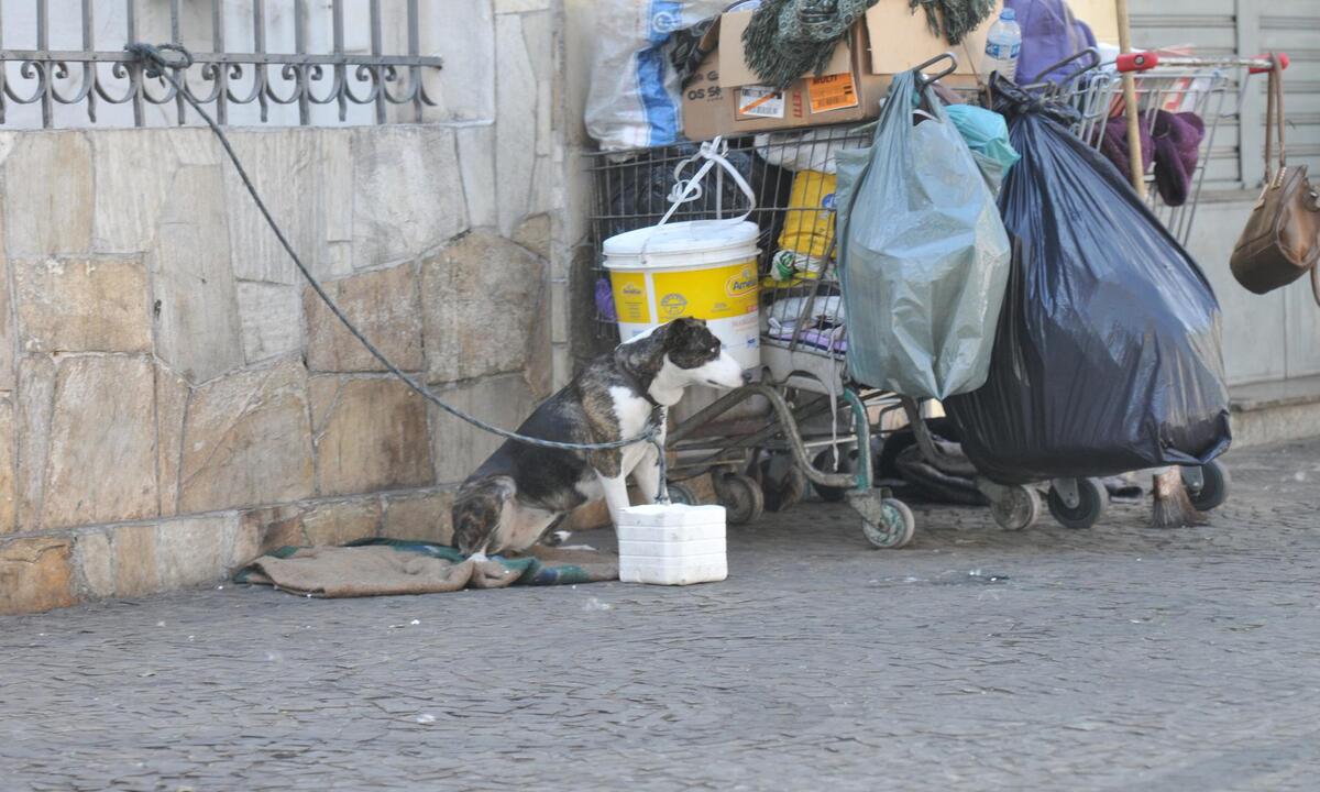 Minas ganha programa para resgatar cães e gatos de rua - Jair Amaral/EM/D.A Press. Brasil