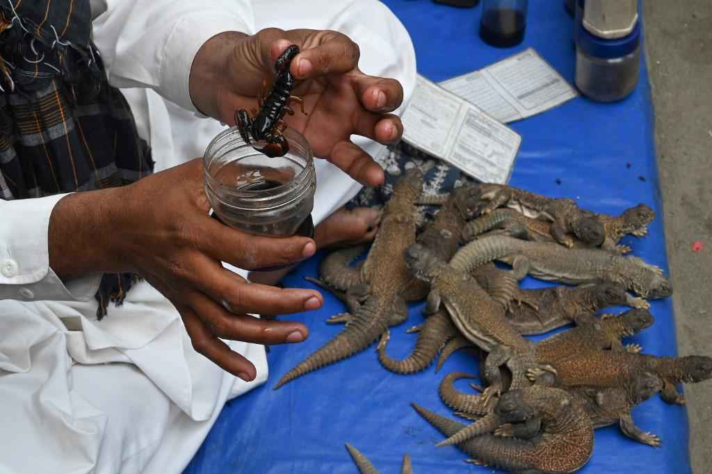 Elixir de gordura de lagarto é vendido para tratar problemas sexuais - Farooq NAEEM / AFPFarooq NAEEM / AFP