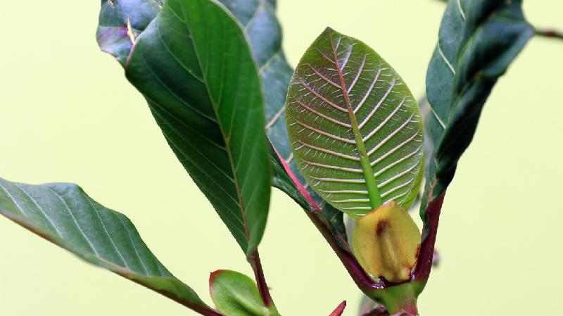 Árvore dos Andes deu origem ao gin tônica, cloroquina e tratou da malária - Getty Images